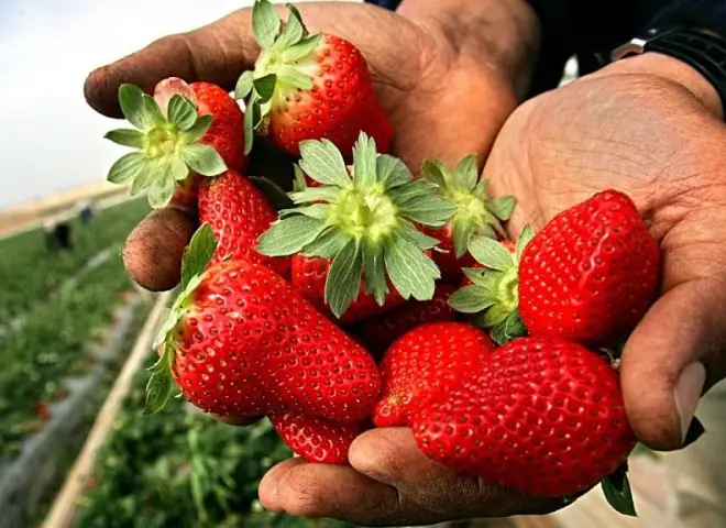 الفراولة المصرية تتصدر العالم رغم تحديات المناخ والرقابة الأوروبية الصارمة