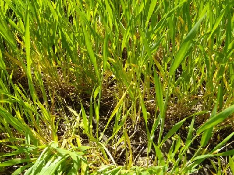 اصفرار القمح.. الزراعة تكشف الأسباب والحلول وطرق الوقاية