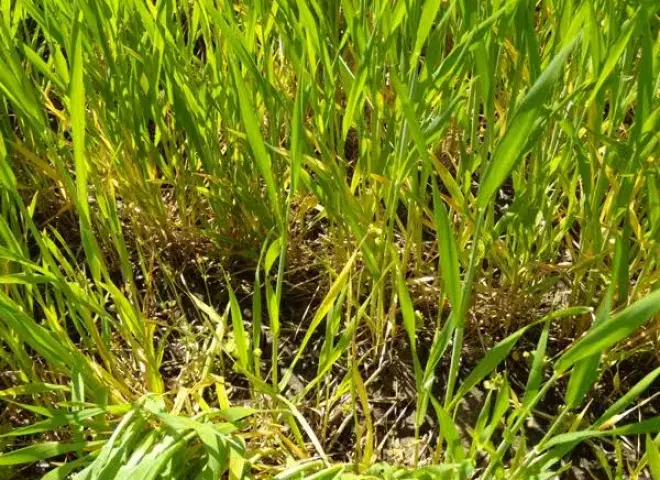 اصفرار القمح.. الزراعة تكشف الأسباب والحلول وطرق الوقاية