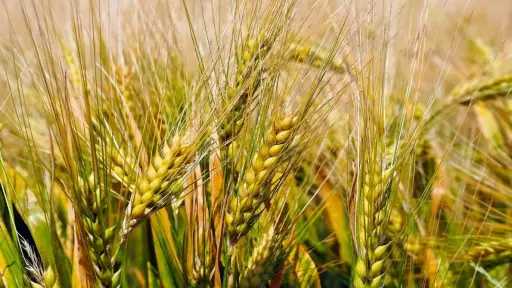 اصفرار القمح.. الزراعة تكشف الأسباب والحلول وطرق الوقاية