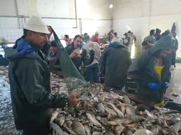 حصاد 33 طنا من مزرعة المنزلة السمكية.. تفاصيل