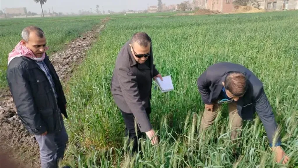 وزير الزراعة: إنتاج القمح يتجاوز 10 ملايين طن