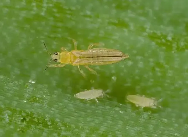 وقاية النباتات يوضح موعد مكافحة حشرة التربس بحقول البصل والثوم