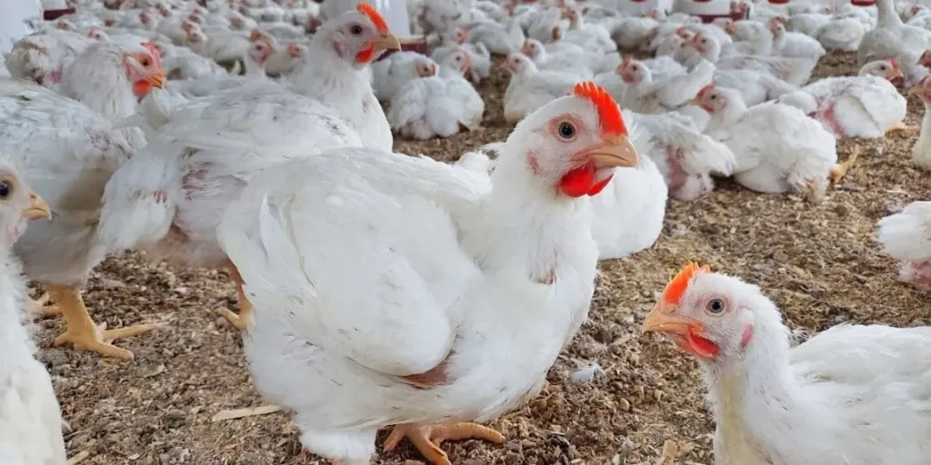 أزمة سوق الدواجن تثير مخاوف المستهلكين قبل رمضان