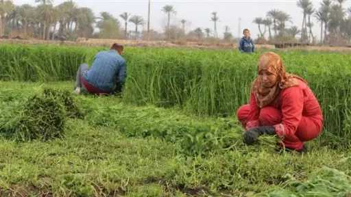 دليل الحشة الثانية للبرسيم الحجازي للمزارعين
