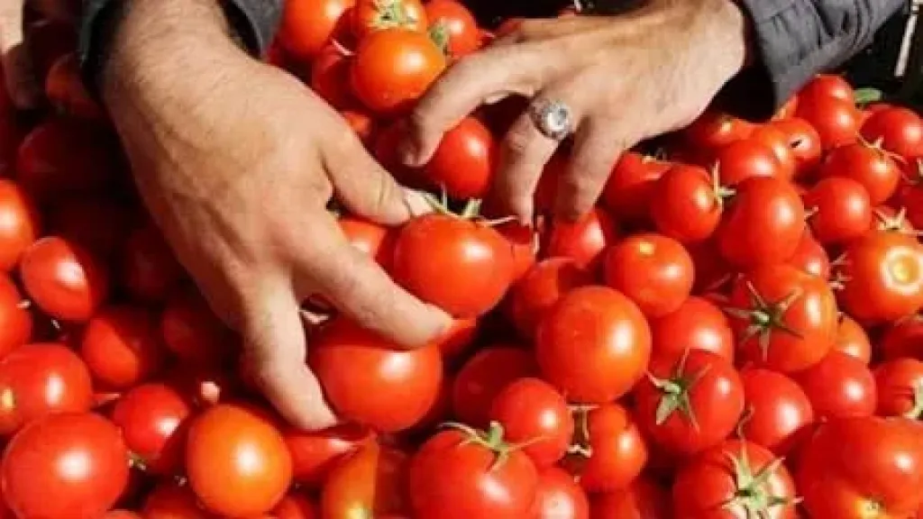 الطماطم الآمنة: نصائح لشرائها بدون مواد كيميائية