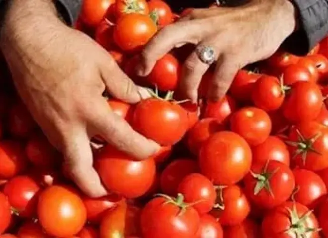 الطماطم الآمنة: نصائح لشرائها بدون مواد كيميائية