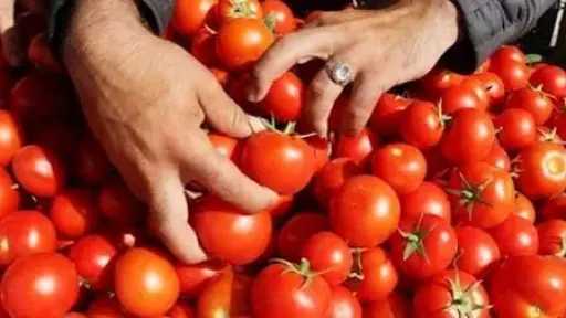 الطماطم الآمنة: نصائح لشرائها بدون مواد كيميائية