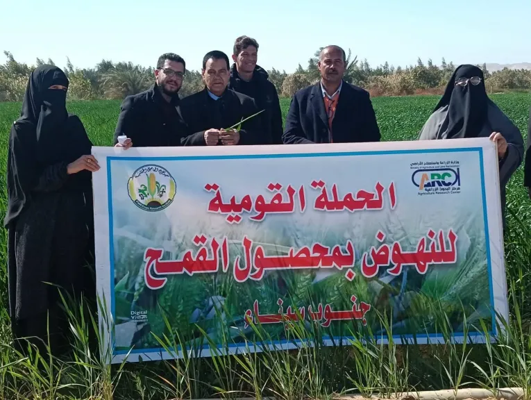 بحوث القمح يتحدى الملوحة في أراضي سيناء