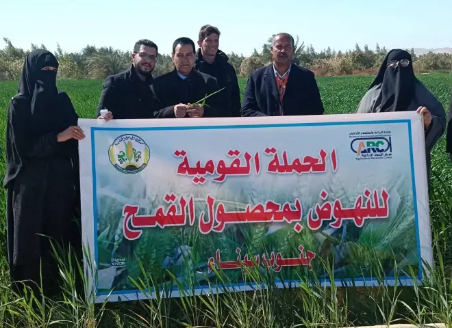 بحوث القمح يتحدى الملوحة في أراضي سيناء