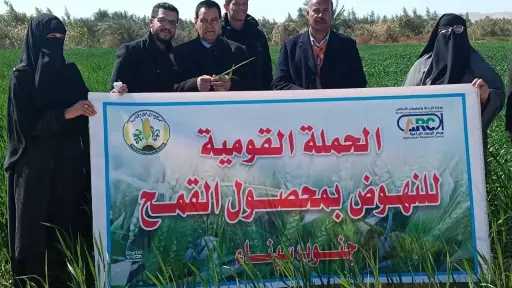 بحوث القمح يتحدى الملوحة في أراضي سيناء