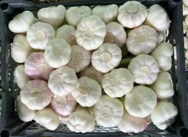 إنطلاق موسم تصدير الثوم وتوقعات بطلب أوروبي متزايد