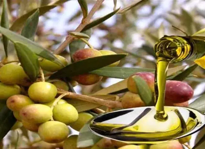 لتعزيز جودة المنتج المصري.. انطلاق مهرجان الزيتون الرابع في 12 فبراير