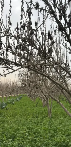 تحذير من زراعة البرسيم تحت أشجار الكمثرى