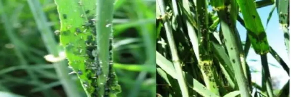 وقاية النباتات توصي بمتابعة حقول القمح لاكتشاف الإصابات بحشرات المن