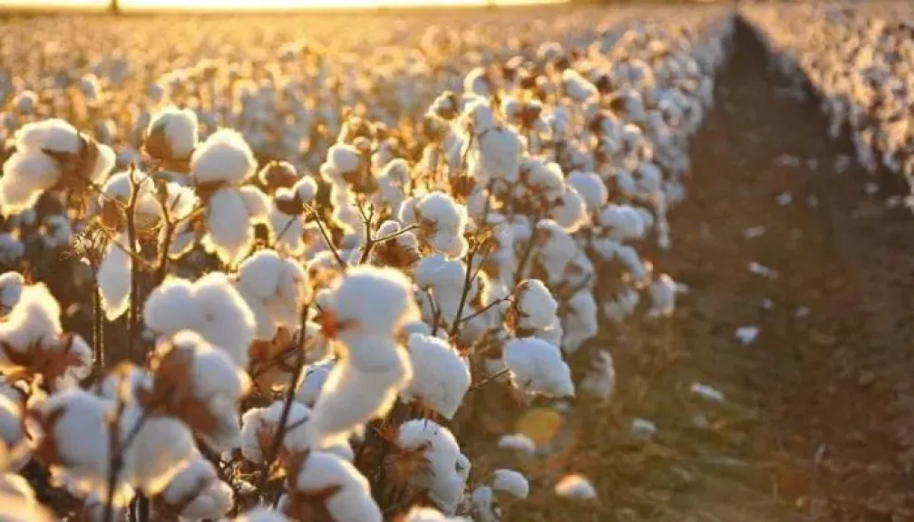 زراعة القطن مهددة والتغيرات المناخية كلمة السر