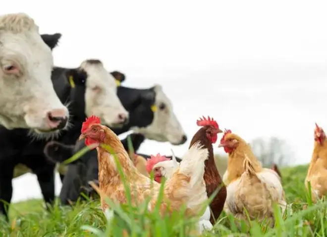 هولندا تسجل أول إصابة بإنفلونزا الطيور H5N1 في بقرة حلوب أوروبية