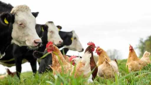 هولندا تسجل أول إصابة بإنفلونزا الطيور H5N1 في بقرة حلوب أوروبية