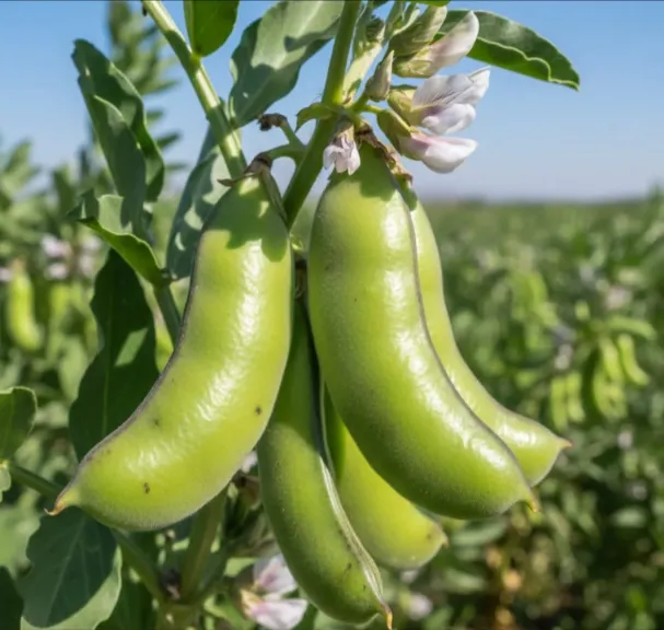 لماذا يختفي عقد الفول البلدي في الأجزاء السفلية؟ خبير زراعي يكشف الأسباب