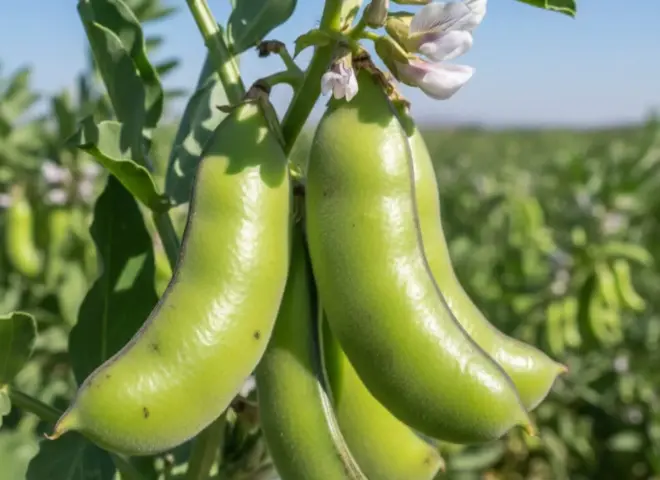 لماذا يختفي عقد الفول البلدي في الأجزاء السفلية؟ خبير زراعي يكشف الأسباب