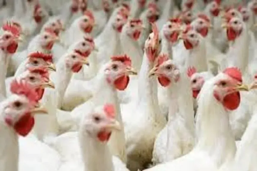 «الزراعة» تزف أخبارًا سارة عن أسعار الدواجن قبل رمضان