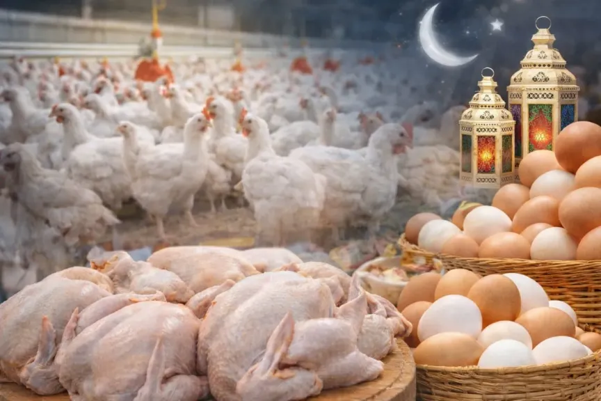 اتحاد منتجي الدواجن يكشف سبب ارتفاع أسعار الفراخ قبل رمضان
