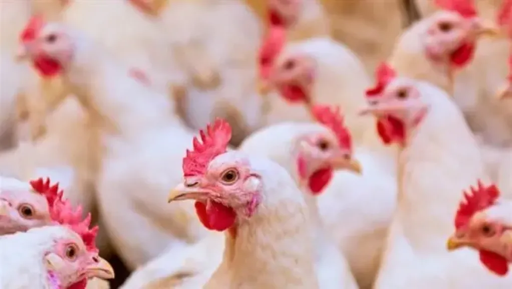 تراجع أسعار الدواجن يكشف خللًا في السوق قبل رمضان