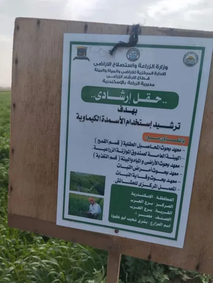 لترشيد الأسمدة.. صنف قمح مصر ٤ تحت المراقبة في برج العرب بالإسكندرية