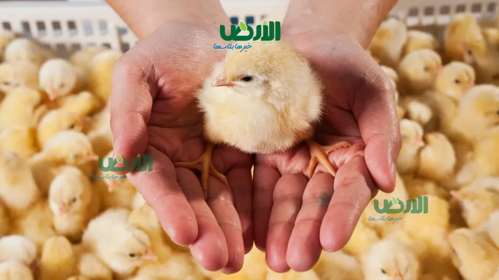 هبوط 5 جنيهات لأسعار الكتاكيت اليوم الثلاثاء 10 - 2 - 2026 في الشركات والمزارع