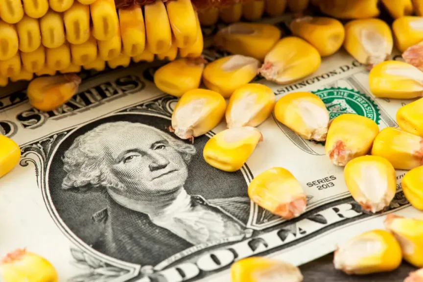 إنتاج أمريكي قياسي يغرق الأسواق ويضغط على أسعار الذرة العالمية