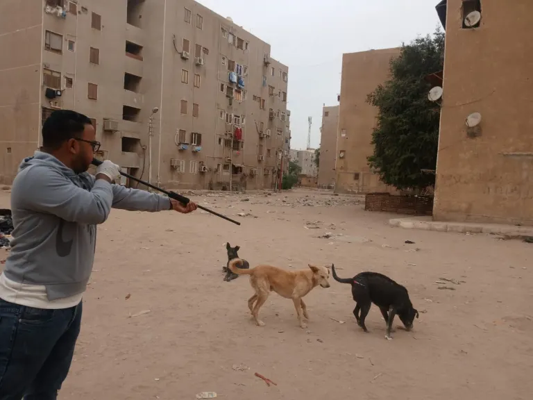 «الزراعة»: تحصين وتعقيم أكثر من 9 آلاف كلب شوارع لمكافحة السعار