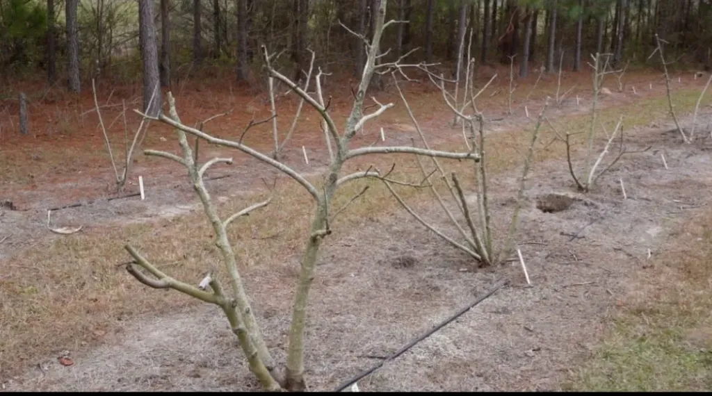 رعاية أشجار التين في فبراير.. خطوات أساسية لمحصول وفير وجودة عالية