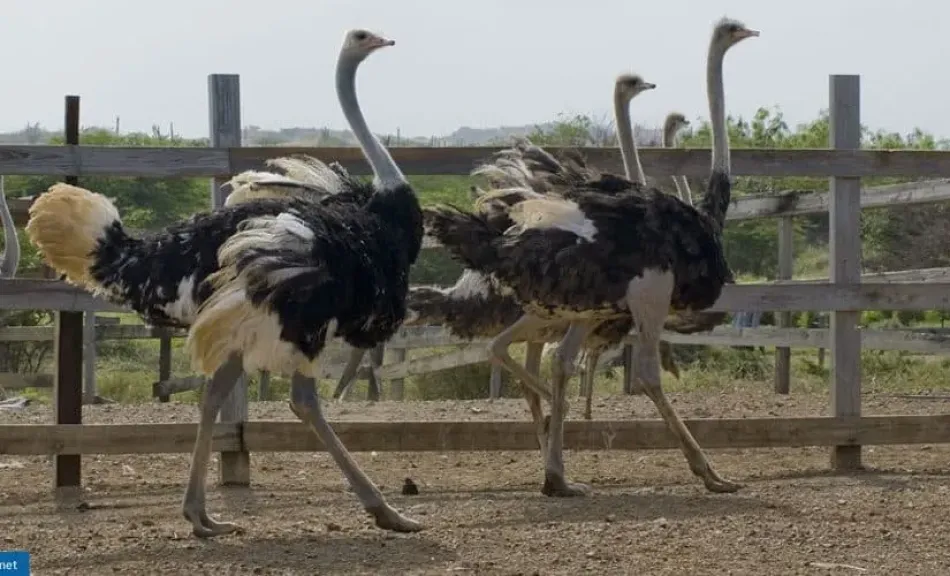 الاستثمار في تربية النعام.. عوائد تصل 300% وتحديات تعرقل النمو