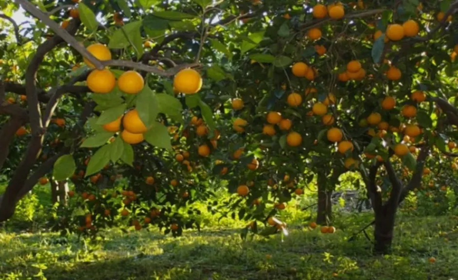فبراير شهر الانطلاقة الربيعية.. دليلك الكامل لخدمة أشجار الموالح