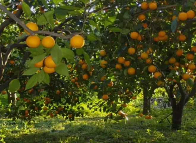 فبراير شهر الانطلاقة الربيعية.. دليلك الكامل لخدمة أشجار الموالح