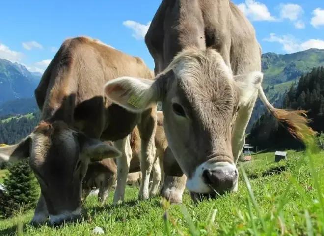 دراسة أمريكية تبرئ الأبقار: المراعي تمتص كربونا أكثر مما يطلقه الميثان