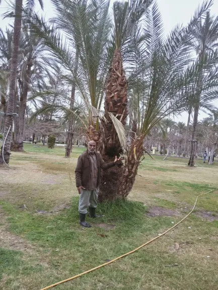 زراعة الأسكندرية تكثف جهودها لمكافحة سوسة النخيل الحمراء ​