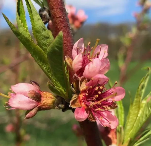 البساتين: معاملات الفاكهة متساقطة الأوراق خلال شهر فبراير