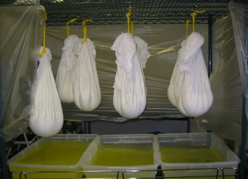 خطوات بسيطة لإنتاج جبن أبيض في المنزل