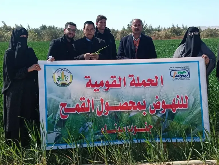 أصناف القمح المتحملة للملوحة.. ركيزة للتوسع في زراعة الأراضي الصحراوية
