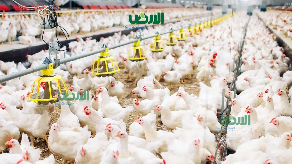 استيراد الدواجن المجمدة.. الزراعة تحسم الجدل