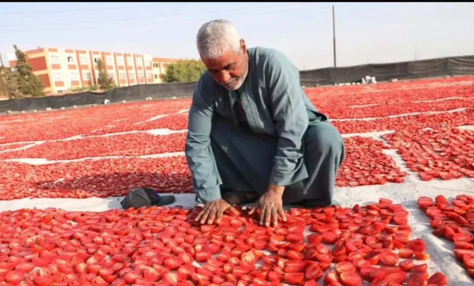 مشروع تجفيف الطماطم بالأقصر يفتح أبواب رزق لعشرات الأسر