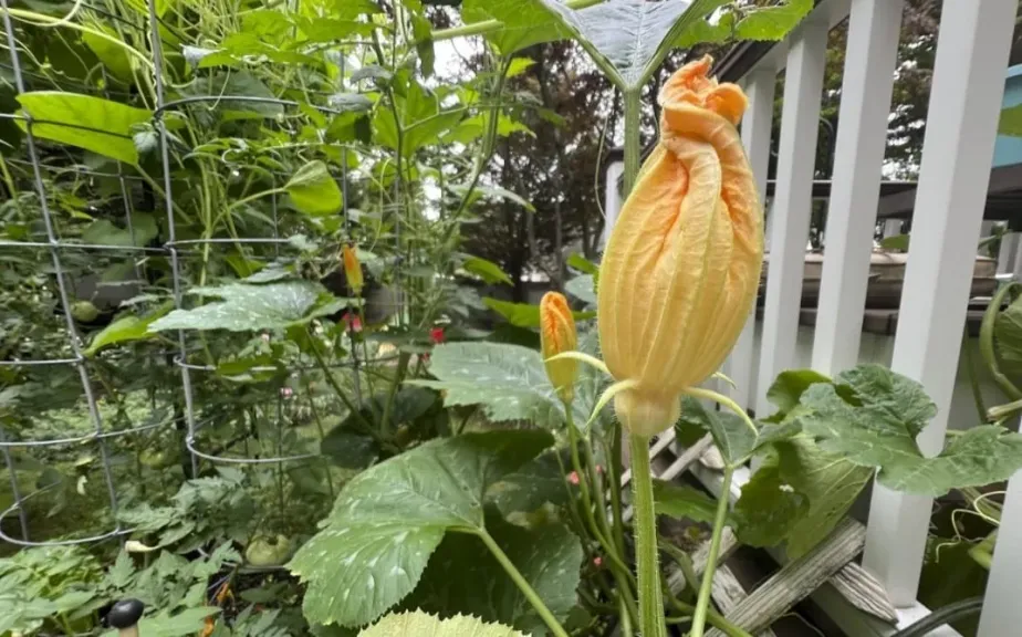 توصيات فبراير للمحاصيل 