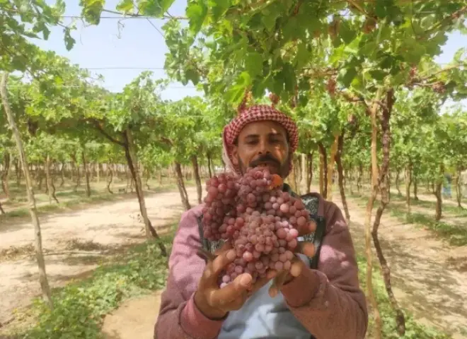 عنب الفليم: الذهب الأحمر لمزارع جنوب سيناء والمحاصيل التصديرية