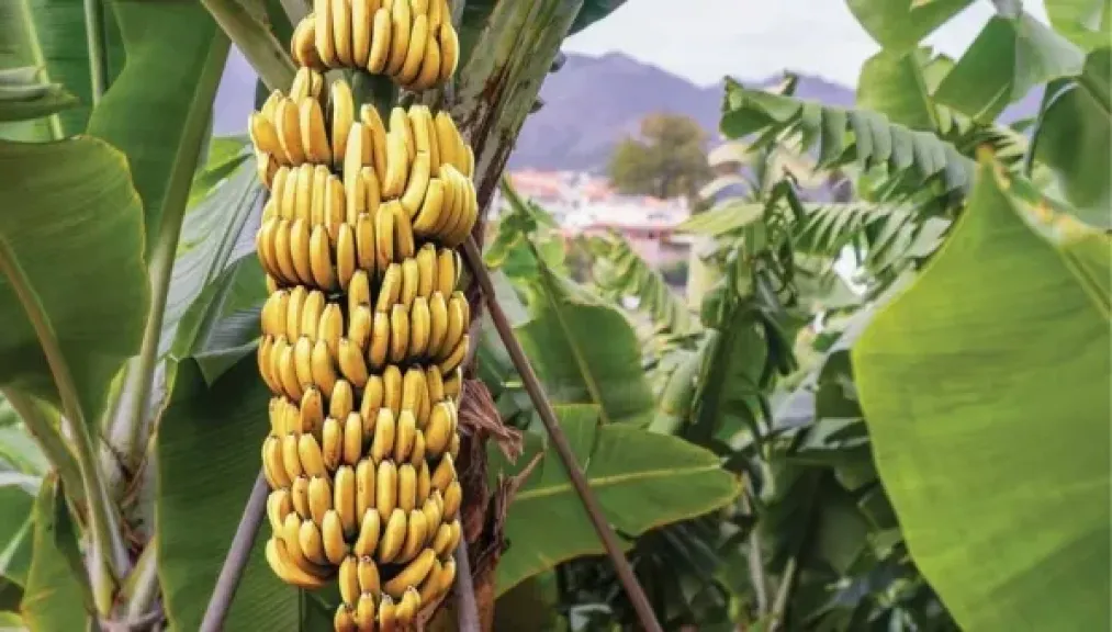 سر النجاح الزراعي.. «موز دندرة» يصل العالمية