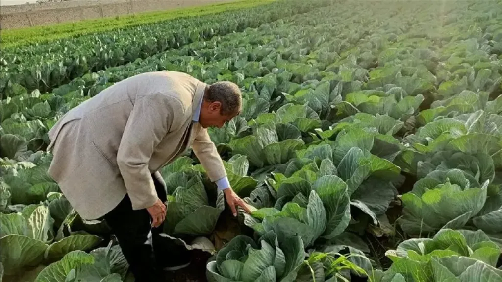 المتابعة الميدانية للزراعات الشتوية تساند رؤية مصر 2030