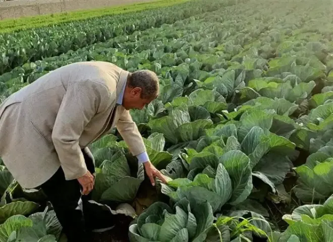 المتابعة الميدانية للزراعات الشتوية تساند رؤية مصر 2030