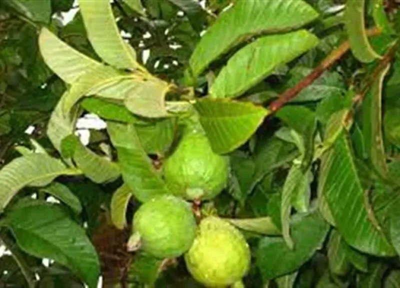 توصيات زراعة الجوافة في فبراير.. خطة الري والمكافحة الكاملة