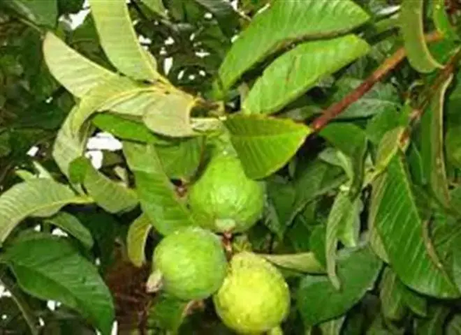 توصيات زراعة الجوافة في فبراير.. خطة الري والمكافحة الكاملة