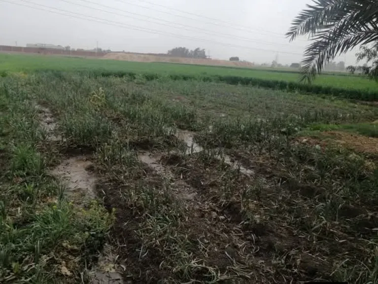 أزمة مسقة المعامل.. تحرك عاجل من الزراعة لحماية 350 فدانًا بالغربية